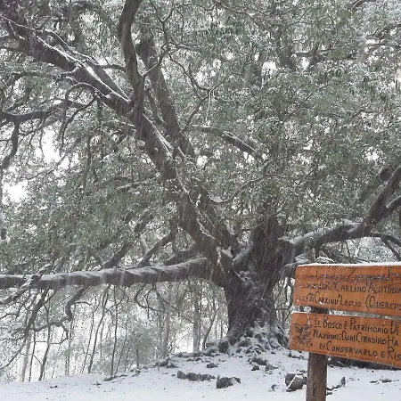 Charming Etna House 아파트 기아레